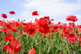 Fototapeta Kwiaty - Red Poppy Field 