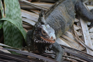 Iguana 2