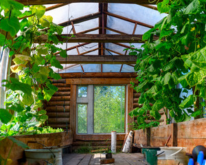 The wooden heated Northern greenhouse from within in Yakutia from a wooden bar with the pots raised above the earth with plants cucumbers and Windows in the summer in the afternoon.