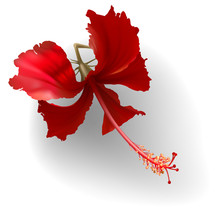 Tropical Exotic Red Golden Hibiscus Flower On White Background Vector