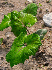 healing plant, green leaf, folk medicine, summer