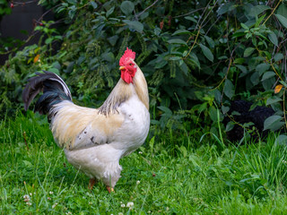 White adult rooster with a beautiful black tail in the yard on green grass.