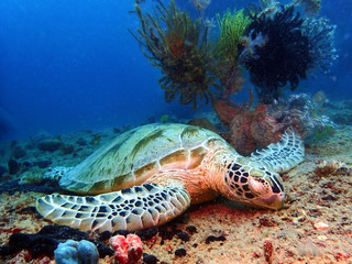 Wall Mural - Closeup with a Hawksbill Turtle sleeping on the earth floor underwater during a leisure dive in Mabul Island, Semporna, Tawau. Sabah, Malaysia. Borneo. 