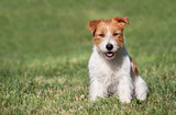 Fototapeta Zwierzęta - Obedient happy pet dog puppy sitting in the grass in summer