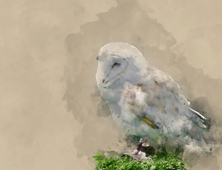 Wall Mural - Digital watercolour painting of Barn owl bird of prey in falconry display