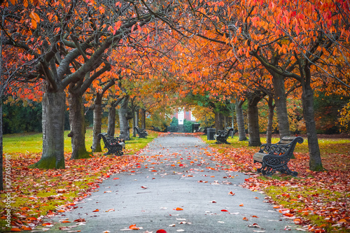 Fotografía Tree lined autumn scene in Greenwich park, London