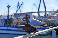 A Wild Australian Seagull Bird With Red Beak And Feet In The Sydney Harbour