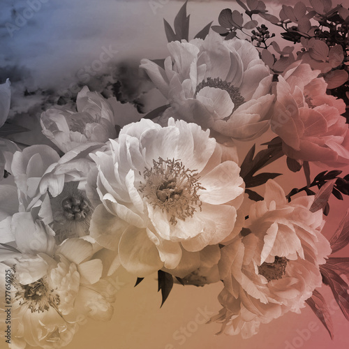 Obrazy Piwonie  vintage-karta-kwiatowy-piwonie-kwiaty-z-bliska