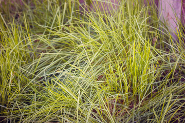 young plants growing in the garden