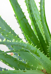 Wall Mural - Aloe vera Has Been Widely Grown As An Ornamental Plant. The Species Is Popular With Modern Gardeners As A Putatively Medicinal Plant And For Its Interesting Flowers, Form, And Succulence.