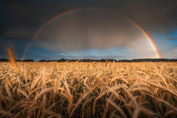 Wall Mural - Barley field