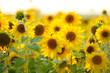 sunflower flower beautiful landscape agriculture