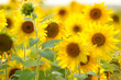 sunflower flower beautiful landscape agriculture
