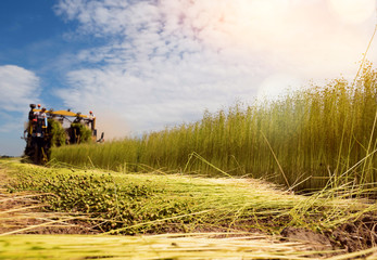 Wall Mural - harvest of flax under the summer sun