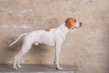 White With Red English Pointer Dog Standing In A Photo Studio At The Background Of Vintage Brick Wall