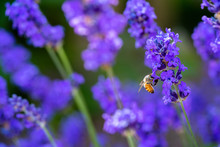 A Honey Bee Close Up On A Purple Flower