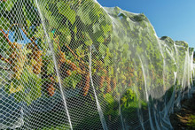 Grapes Under Protective Bird Netting On A Vineyard
