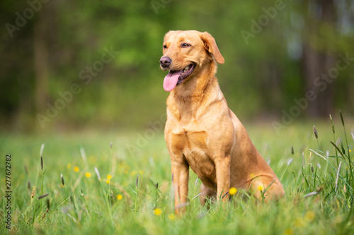 working line labrador