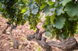 © LaSu - Vineyards in Patrimonio, Corsica