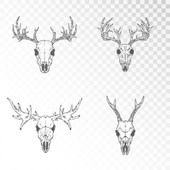 Wall Mural - Vector set of hand drawn skulls of horned animals: deer, stag and moose o transparent background. Black linear shape.