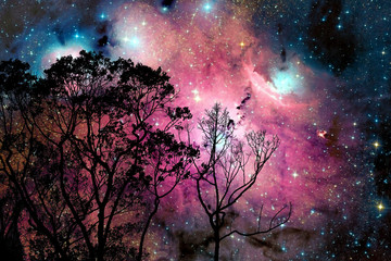 Wall Mural - blur galaxy nebula back on night cloud  sky on tree
