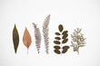 six different dry plants on white background
