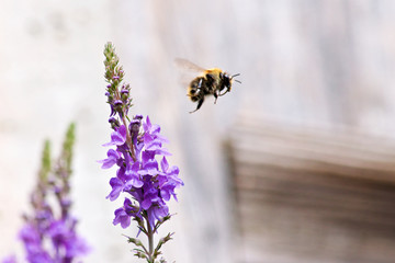 Garden Bee (uk)