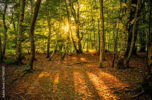 Fotografía Warm sunshine breaking through the woods and casting long shadows on the earth of Epping Forest, Essex, UK