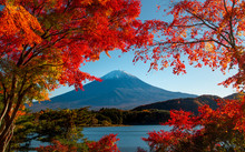 Colorful Autumn Season And Mountain Fuji