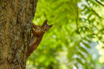 squirrel plays in the summer in the park.