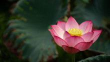 Close-up Beautiful Pink Lotus Is A Backdrop Of Green Leaves And Warm Light In Natural Swamps.