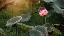 Beautiful Pink Lotus Is A Backdrop Of Green Leaves And Warm Light In Natural Swamps.