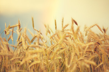 golden wheat field, blue sky with colorful rainbow, sunny scene