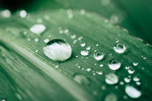 Drops Of Water On The Leaves. Green Nature Background