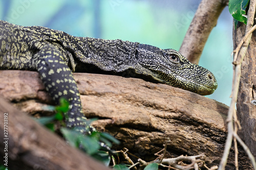 Resting monitor lizard in terrarium. Tableau sur Toile