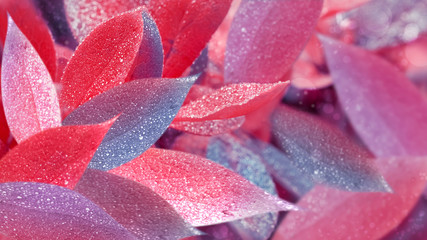 Wall Mural - Natural fabulous summer autumn background. Pink, purple, blue and red leaves in drops of dew. Free space.