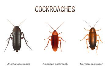 Wall Mural - Types of Cockroaches