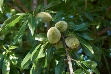 Wall Mural - Prunus dulcis