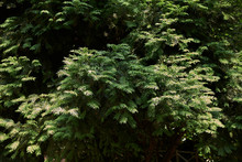 Taxus Baccata
