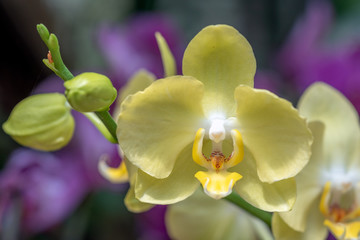 Sticker - Orchidée phalaenopsis dans un jardin botanique