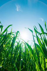 Wall Mural - Green summer grass bottom view on sky and sun. Morning Dew on Grass at Spring.  Natural Spring Background