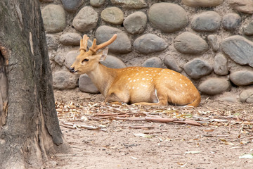 deer resting in shade of tree near stone wall.