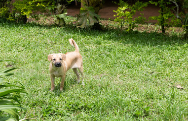 Female brown dog looking curious on stranger, summer outdoor day light, dog standing in the green lawn