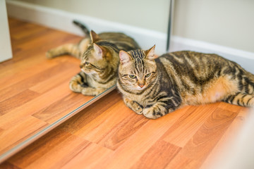 Poster - Beautiful short hair cat lying on the floor at home