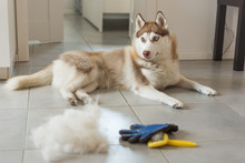 Siberian Husky Lies On Floor In Pile Of His Fur And Dog Comb. Concept Annual Molt, Coat Shedding, Moulting Dogs. Brush For Dog Fur Care.