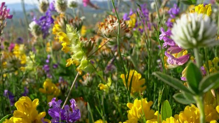 Aufkleber - Camera moving through alpine meadow with colorful flowers . Fresh flowering meadows and blooming flowers. High quality 4K steadicam shot