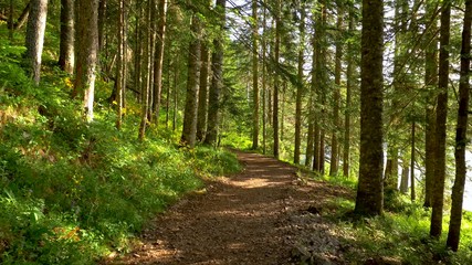 Fototapete - Summer forest in the morning. Walking path in green fresh forest at sunrise. Steadicam shot, 4K
