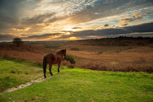 Horse Watching The Sun Set