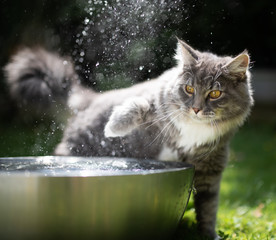 Wall Mural - young blue tabby maine coon cat playing with water in a metal bowl outdoors in the garden on a hot and sunny summer day