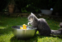 Young Playful Blue Tabby Maine Coon Cat Playing With Yellow Rubber Duck Swimming On Water In A Metal Bowl Outdoors In The Back Yard On A Hot And Sunny Summer Day